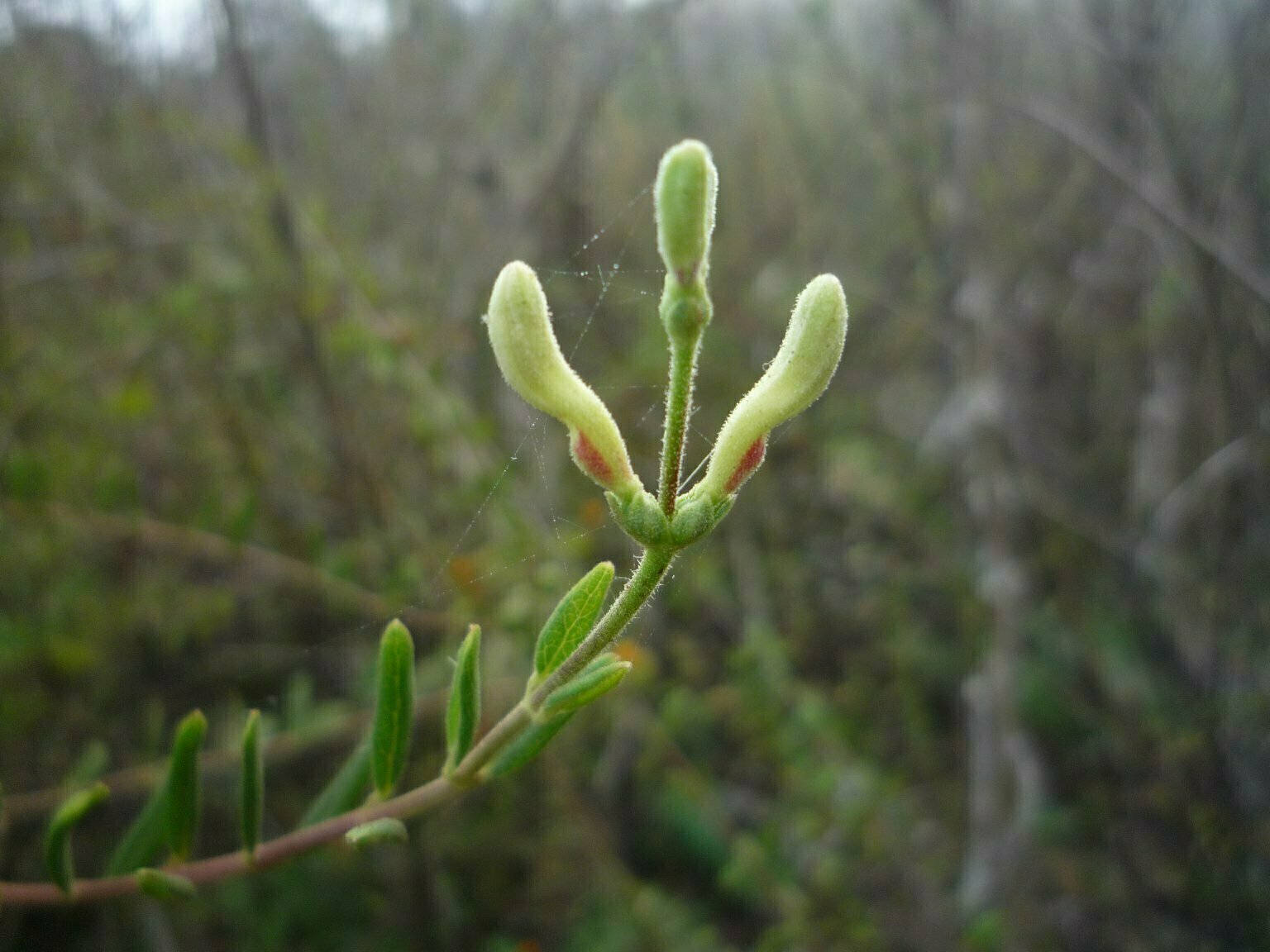 High Resolution Lonicera subspicata Bud